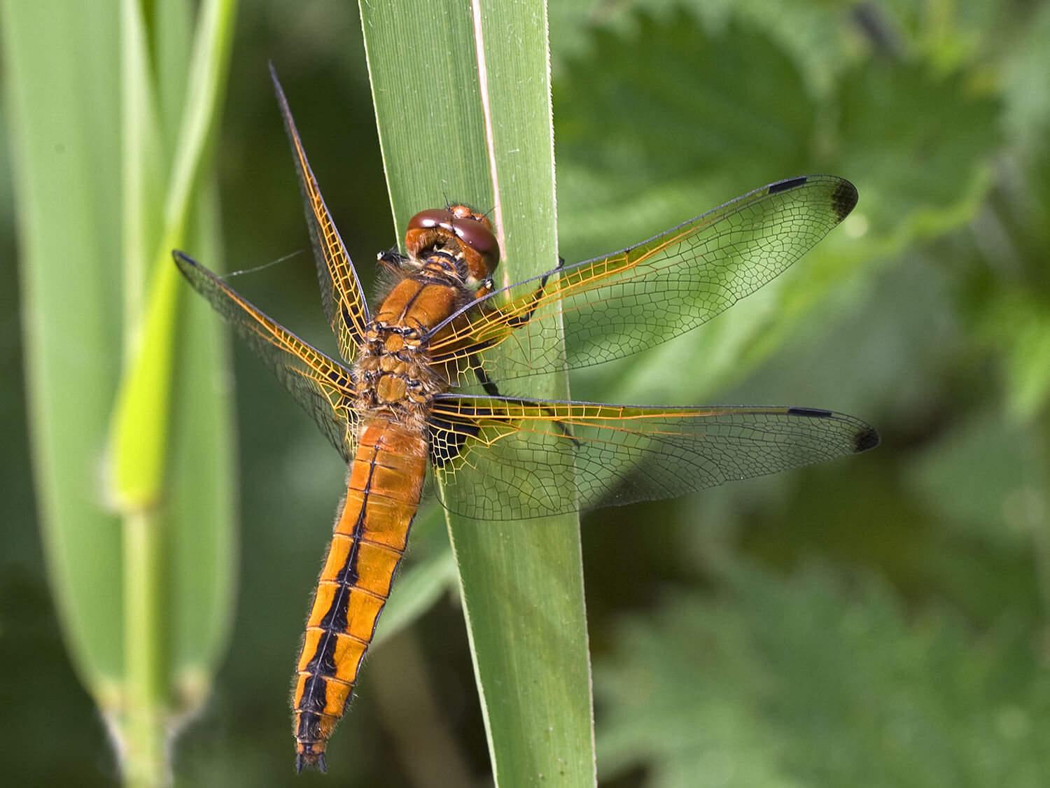 Female Libellula fulva by Neil Malton